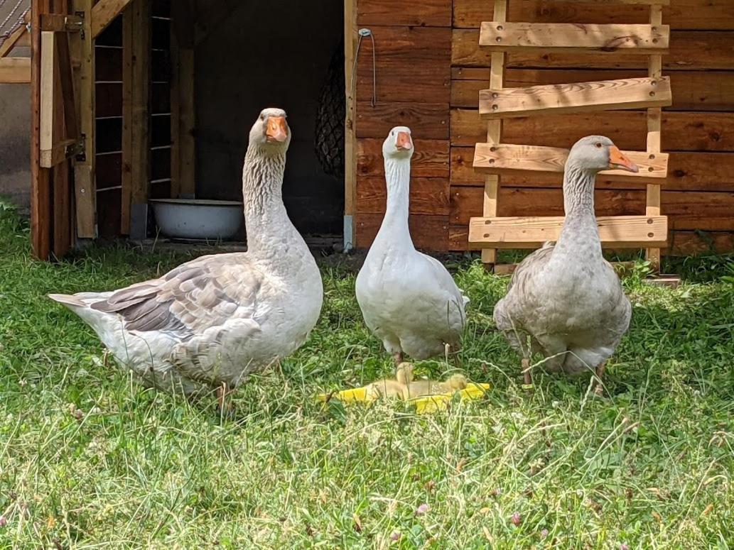 Helenes Ferienwohnung Auf Dem Bauernhof - Lausitzer Seenland Lauta エクステリア 写真