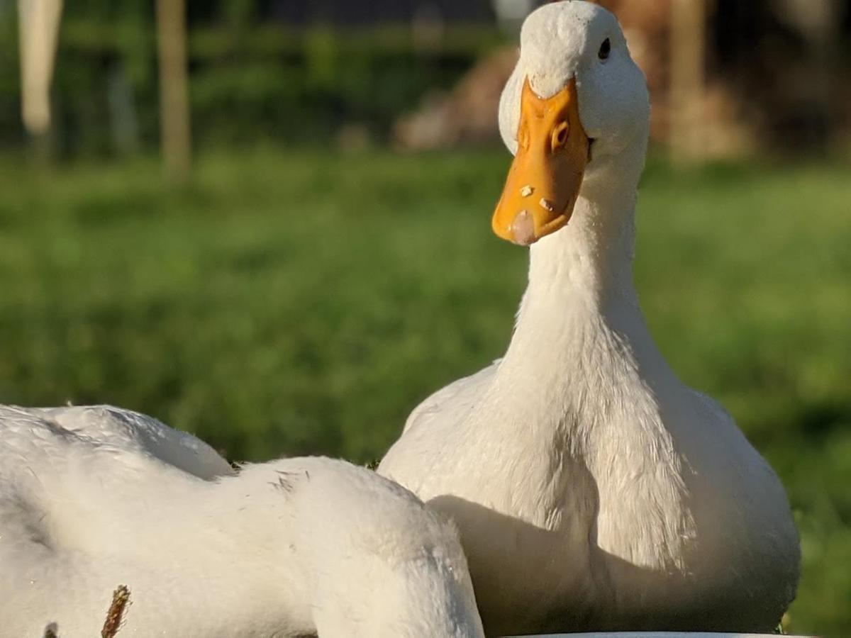 Helenes Ferienwohnung Auf Dem Bauernhof - Lausitzer Seenland Lauta エクステリア 写真