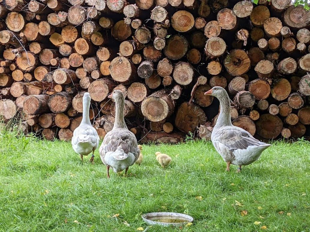Helenes Ferienwohnung Auf Dem Bauernhof - Lausitzer Seenland Lauta エクステリア 写真