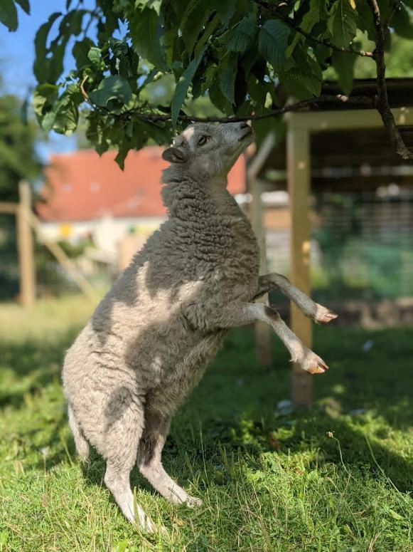 Helenes Ferienwohnung Auf Dem Bauernhof - Lausitzer Seenland Lauta エクステリア 写真