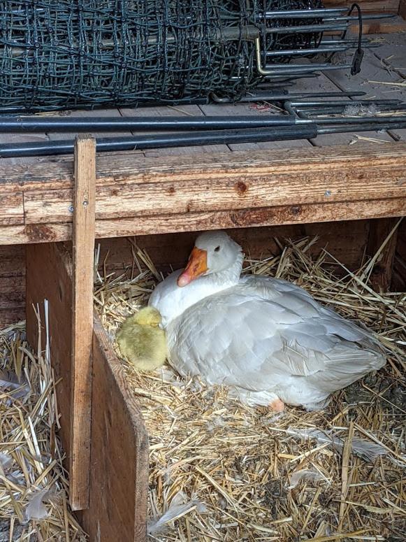 Helenes Ferienwohnung Auf Dem Bauernhof - Lausitzer Seenland Lauta エクステリア 写真