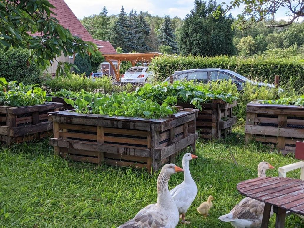 Helenes Ferienwohnung Auf Dem Bauernhof - Lausitzer Seenland Lauta エクステリア 写真