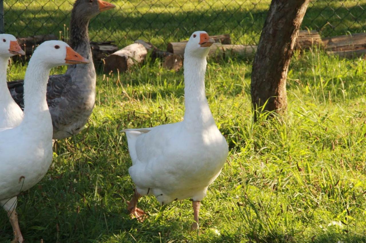 Helenes Ferienwohnung Auf Dem Bauernhof - Lausitzer Seenland Lauta エクステリア 写真