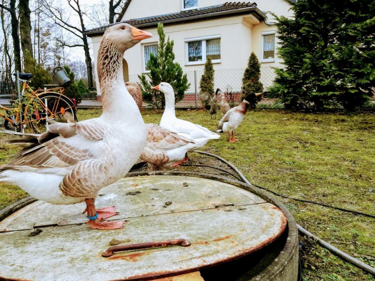 Helenes Ferienwohnung Auf Dem Bauernhof - Lausitzer Seenland Lauta エクステリア 写真